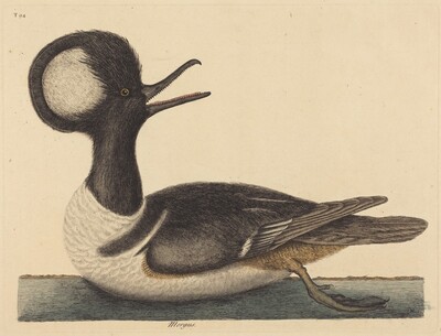 The Round Crested Duck (Mergus cucullatus)