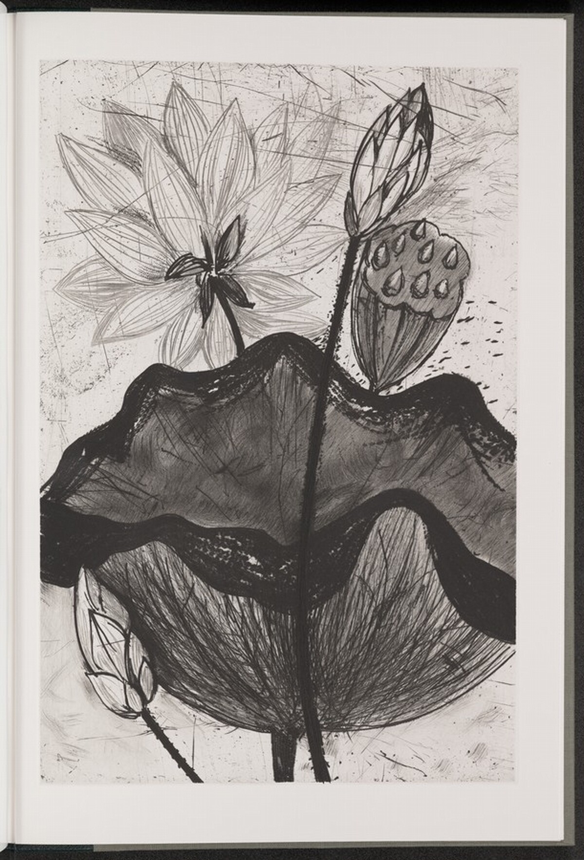 Sacred Lotus of the East by Jim Dine