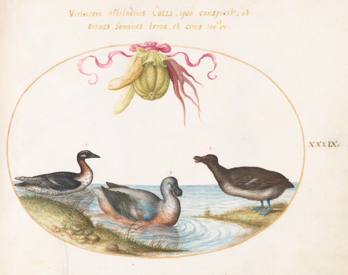 Plate 39: A Scaup with Two Other Waterfowl beneath a Garland of Produce by Joris Hoefnagel