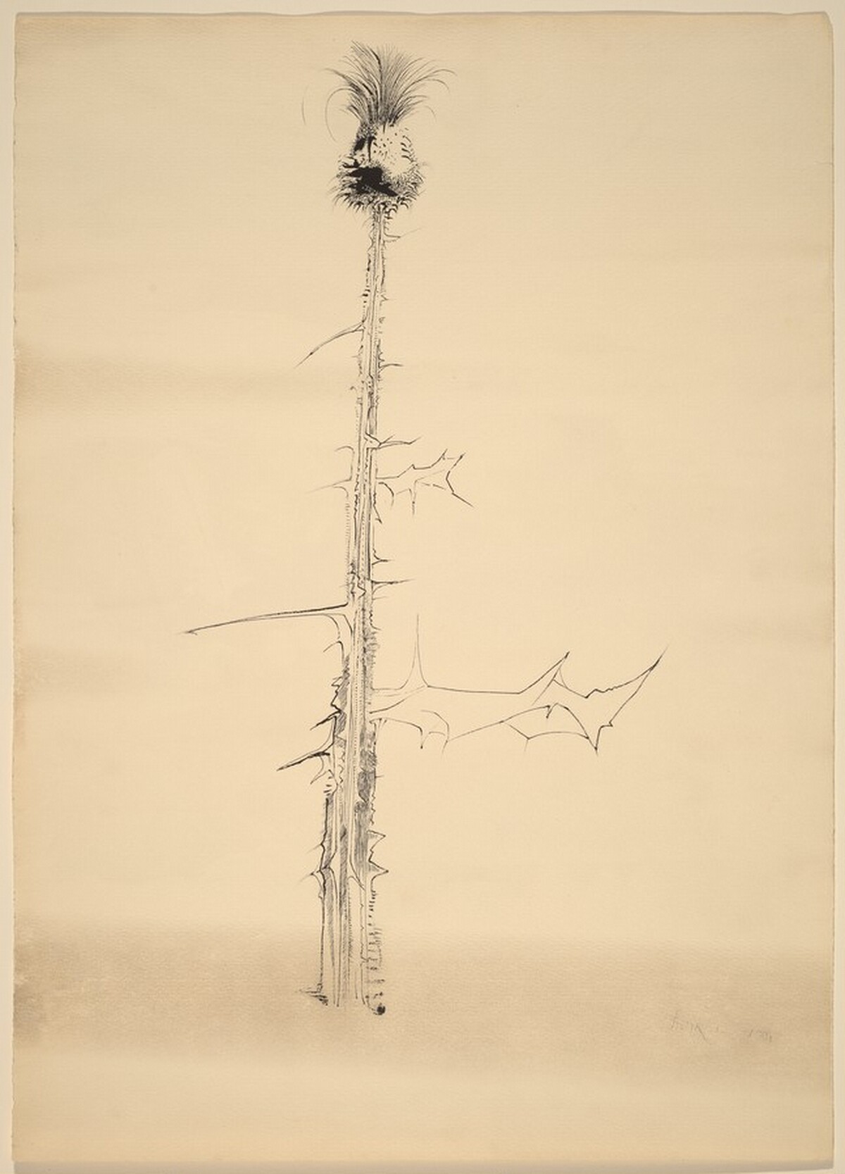 Thistle by Leonard Baskin