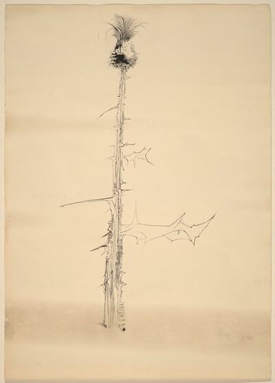 Thistle