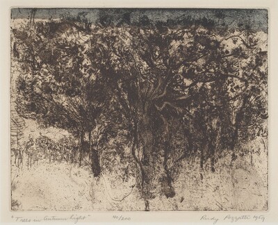 Trees in Autumn Light
