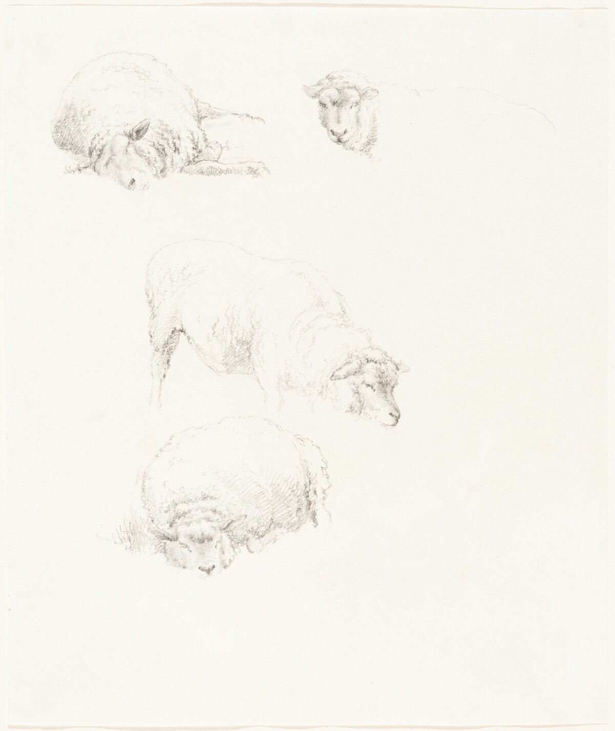 Studies of Sheep by Robert Hills