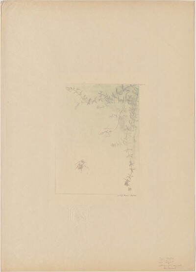Salamander (La Salamandre)