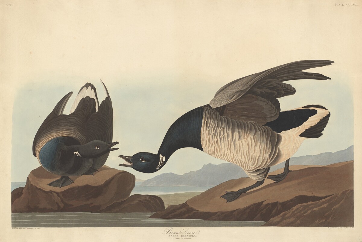Brant Goose by Robert Havell after John James Audubon