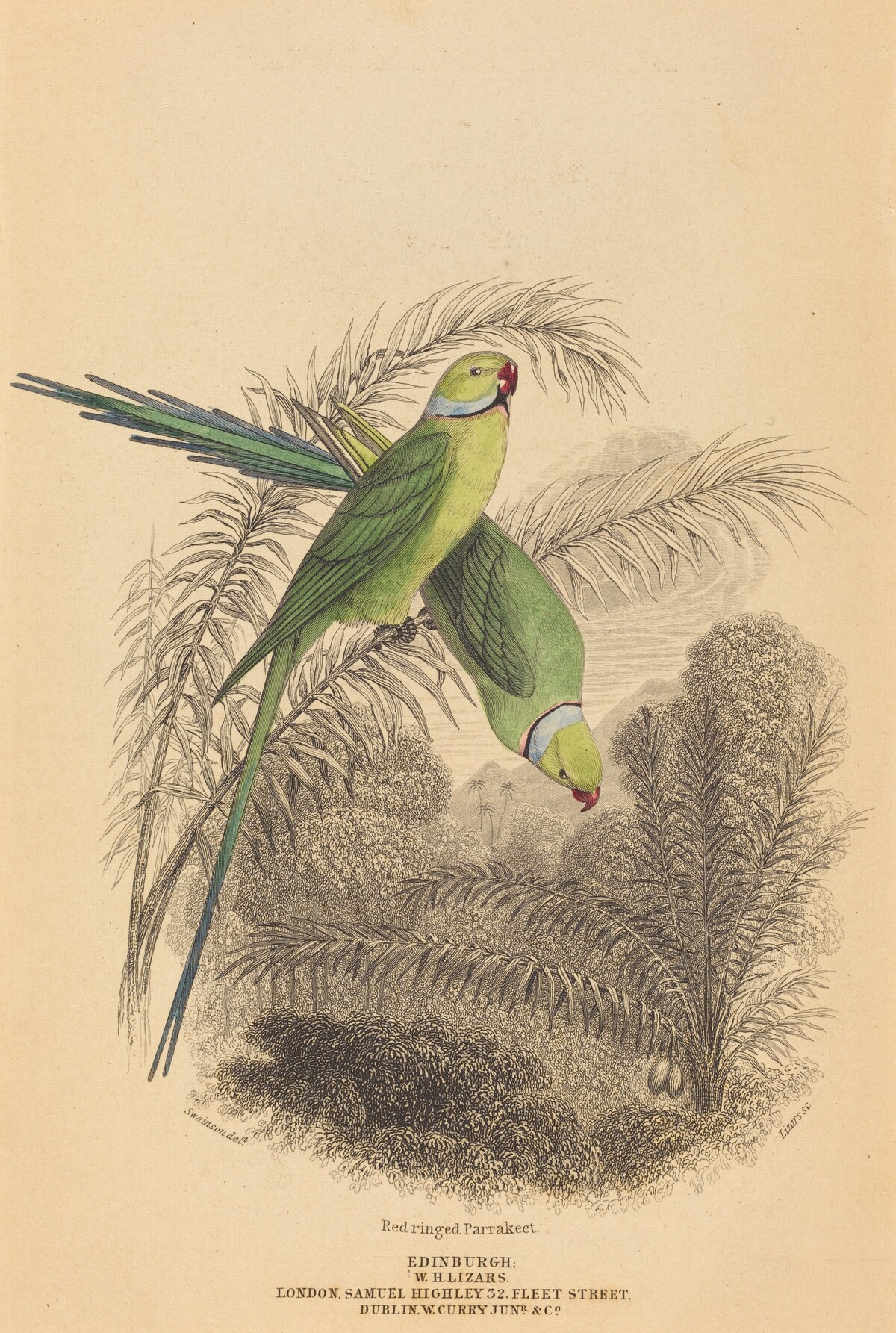 Red Ringed Parrakeet by William Home Lizars after William Swainson