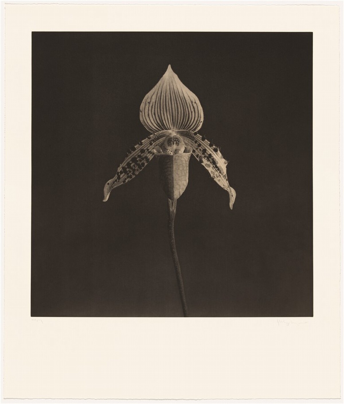 Orchid by Robert Mapplethorpe