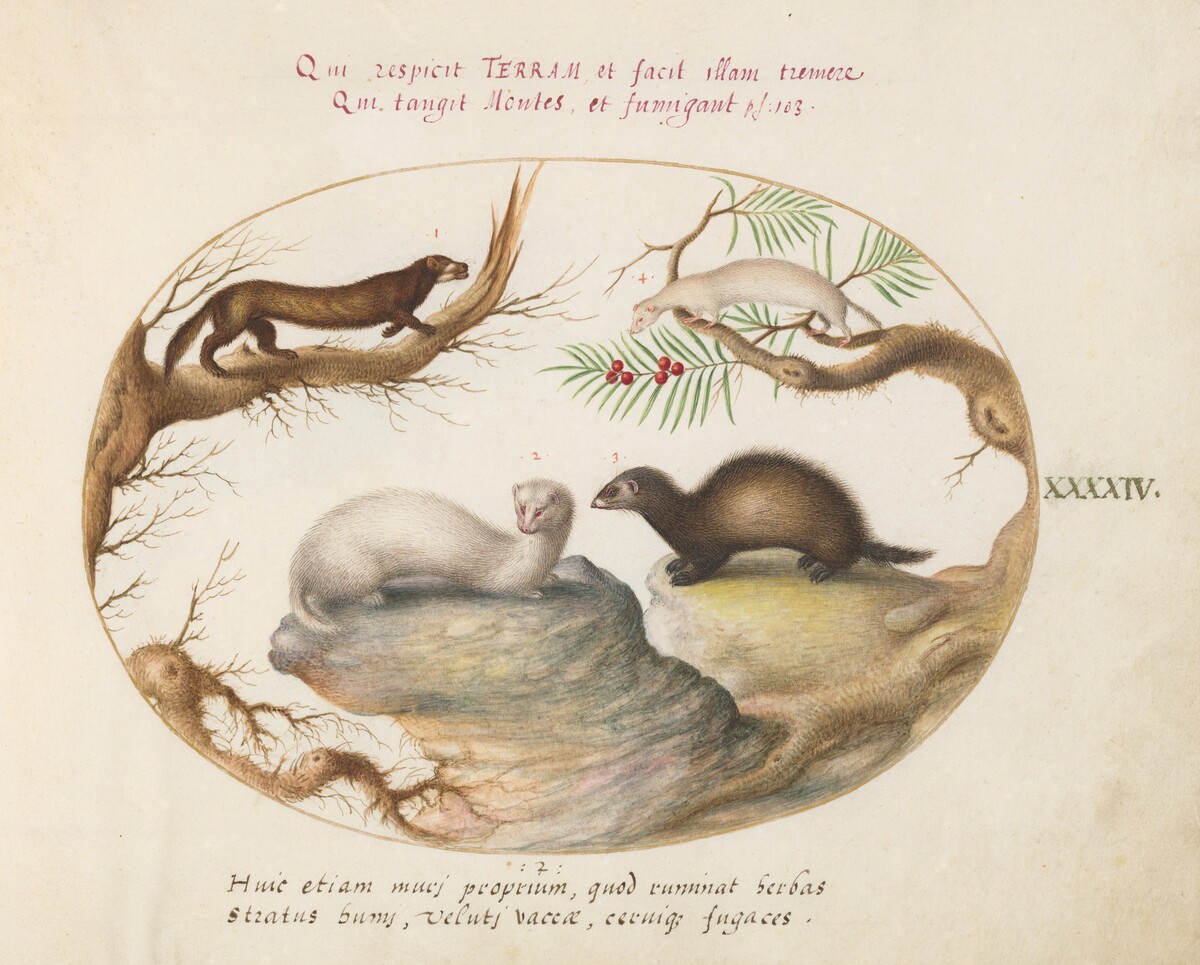 Plate 44: Polecat, Mink, and Ermine by Joris Hoefnagel