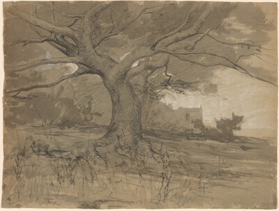 A Great Beech Tree at the Edge of a Wood
