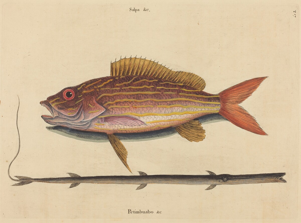 The Lane-snapper (Sparus synagris) by Mark Catesby