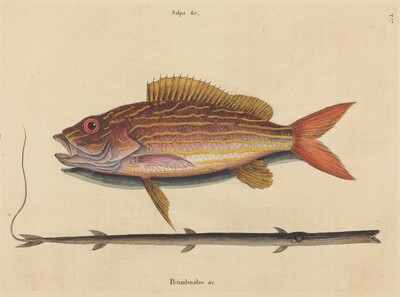 The Lane-snapper (Sparus synagris)
