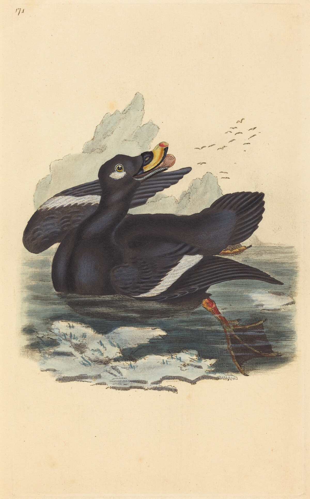 Velvet Duck by British 19th Century