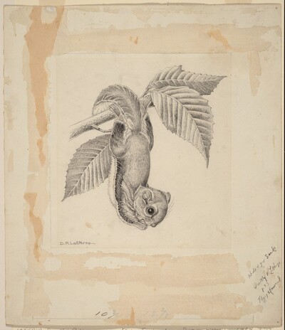 Flying Squirrel