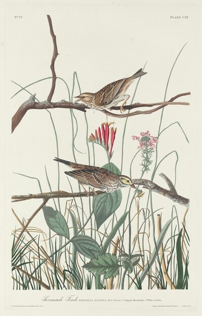 Savannah Finch