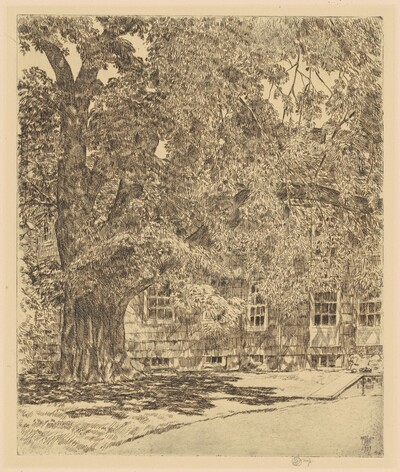 Giant Elm, Easthampton
