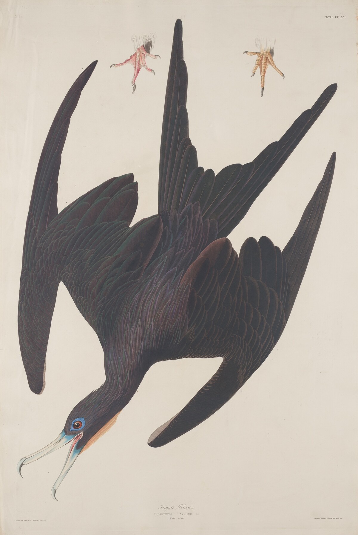Frigate Pelican by Robert Havell after John James Audubon