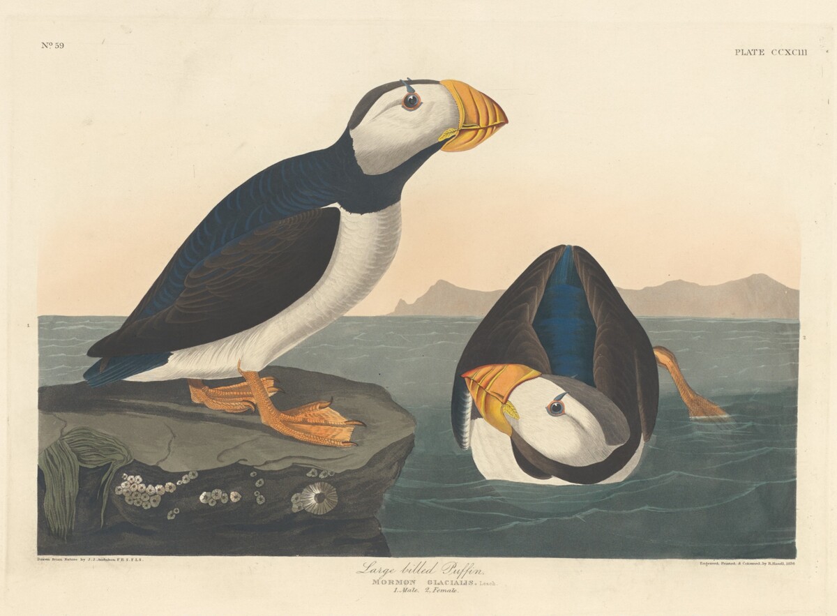 Large-billed Puffin by Robert Havell after John James Audubon