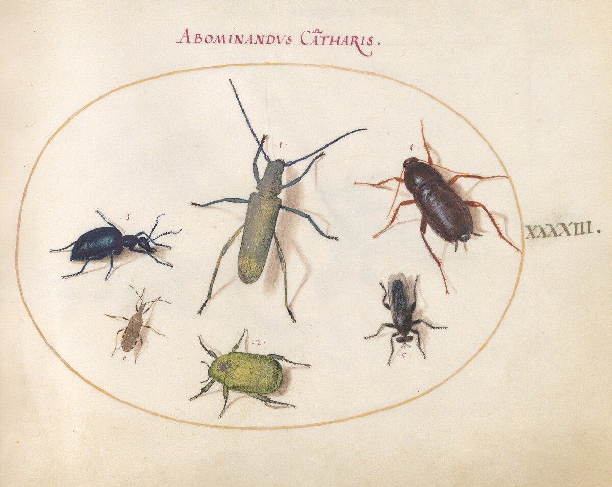 Plate 43: Musk Beetle, Oil Beetle, Tansy Beetle(?), Cockroach, Leaf-Footed Bug, and Other Insects by Joris Hoefnagel