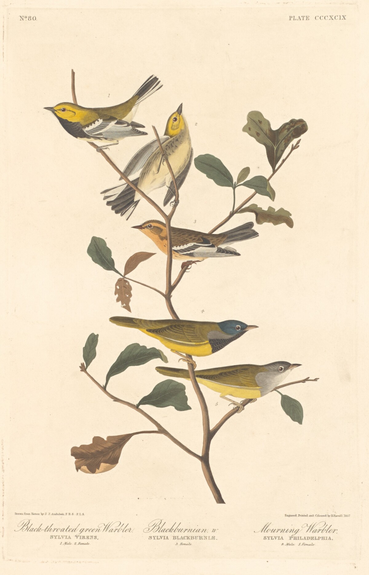 Black-throated Green Warbler, Blackburnian Warbler and Mourning Warbler by Robert Havell after John James Audubon