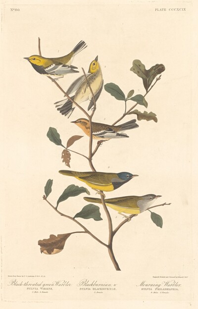 Black-throated Green Warbler, Blackburnian Warbler and Mourning Warbler