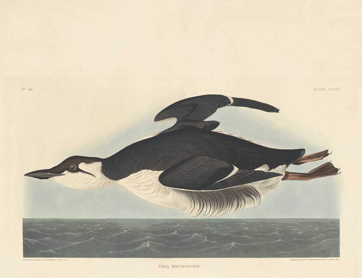 Uria Brunnichii by Robert Havell after John James Audubon