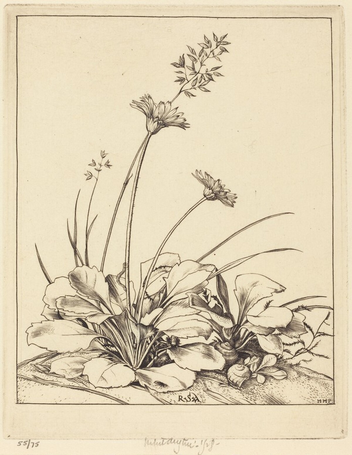 Daisies by Robert Austin