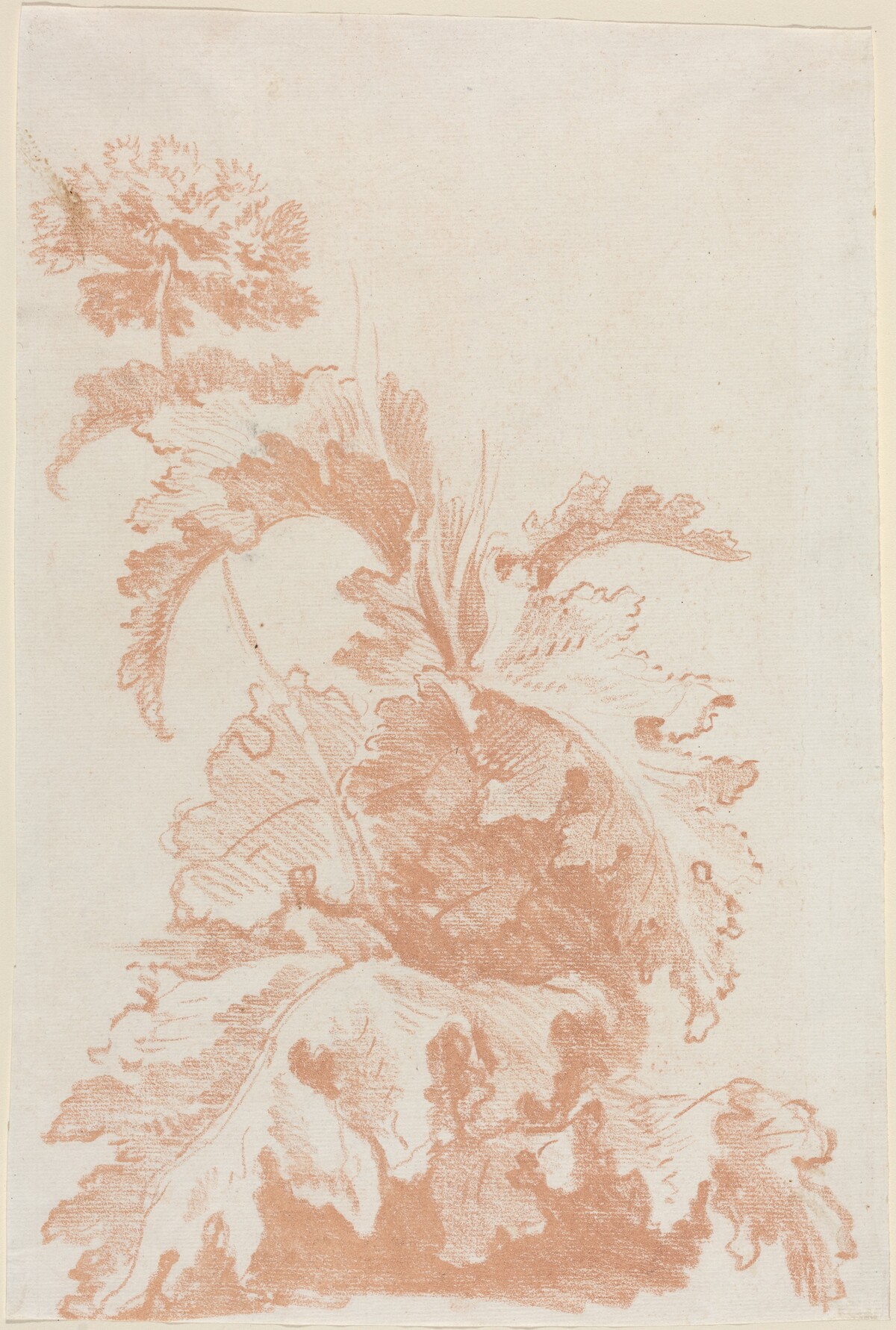 Poppy in Bloom by Jean-Baptiste Hüet, I