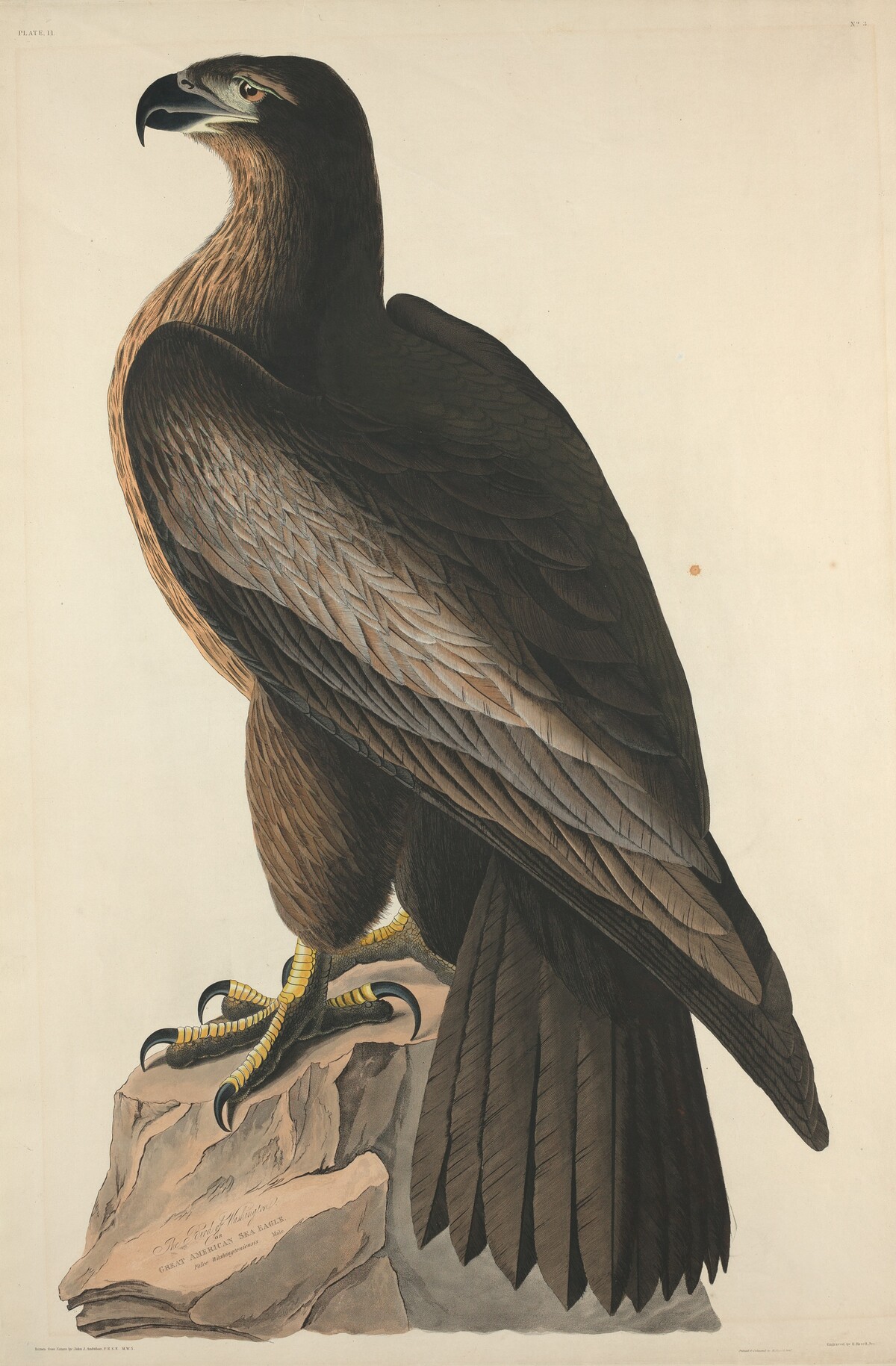 The Bird of Washington or Great American Sea Eagle by Robert Havell after John James Audubon