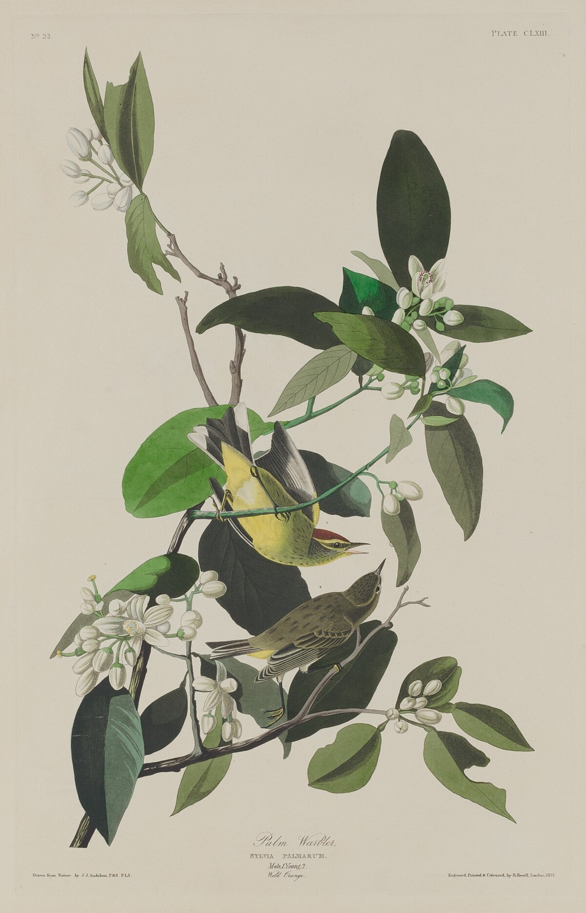 Palm Warbler by Robert Havell after John James Audubon