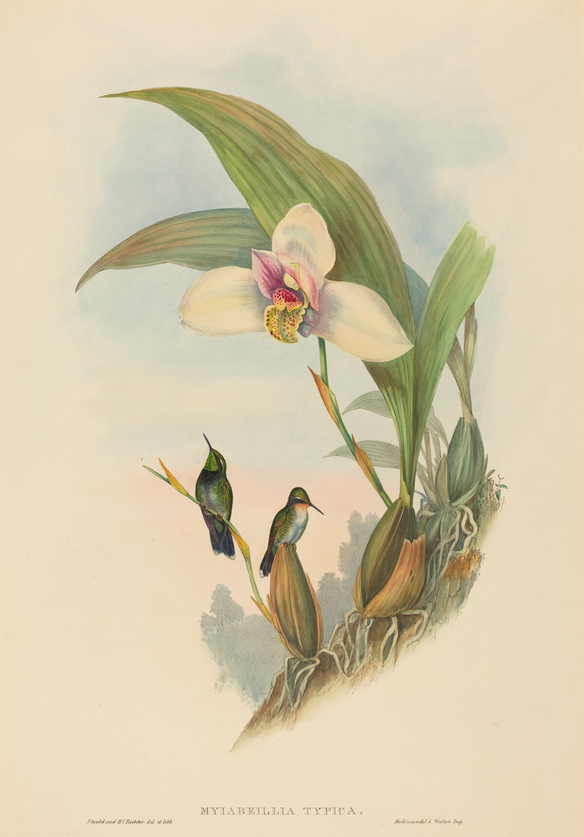 Myiabeillia typica (Abeille's Hummingbird) by John Gould and H.C. Richter