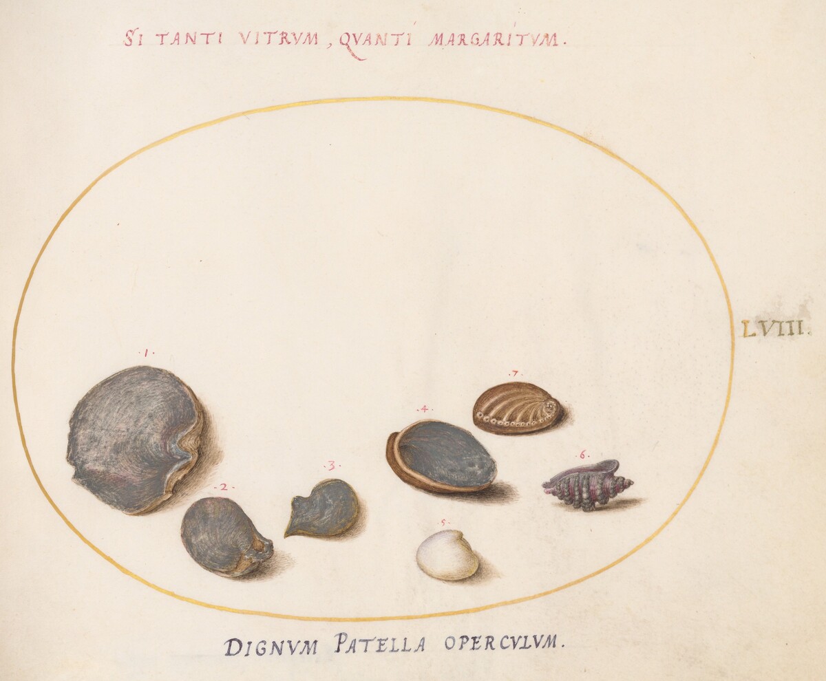 Plate 58: Shells, including Abalone(?) by Joris Hoefnagel