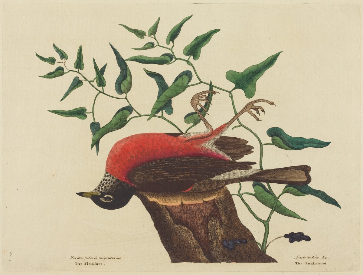 The Fieldfare of Carolina (Turdus migratorius) by Mark Catesby