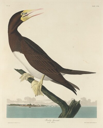 Booby Gannet