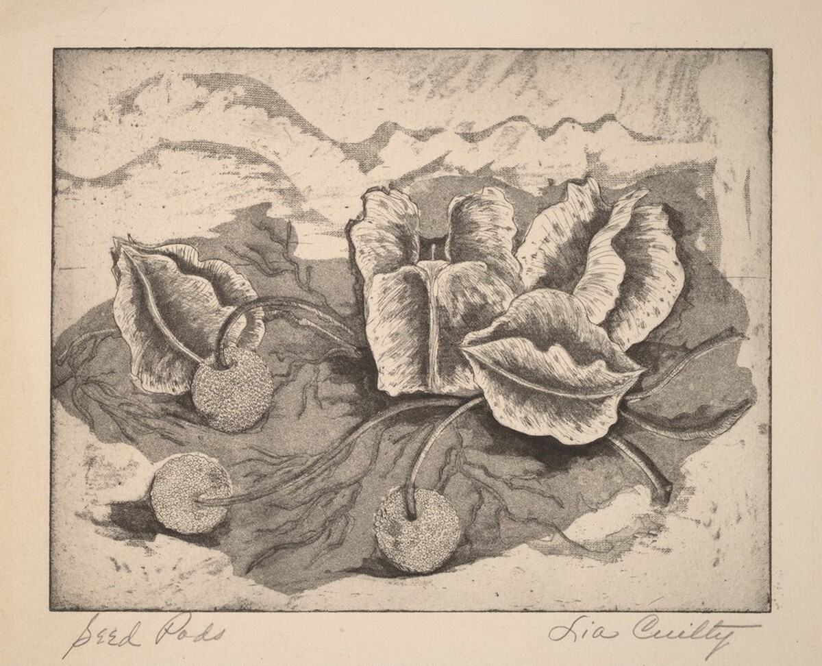 Seed Pods by Lia Culty