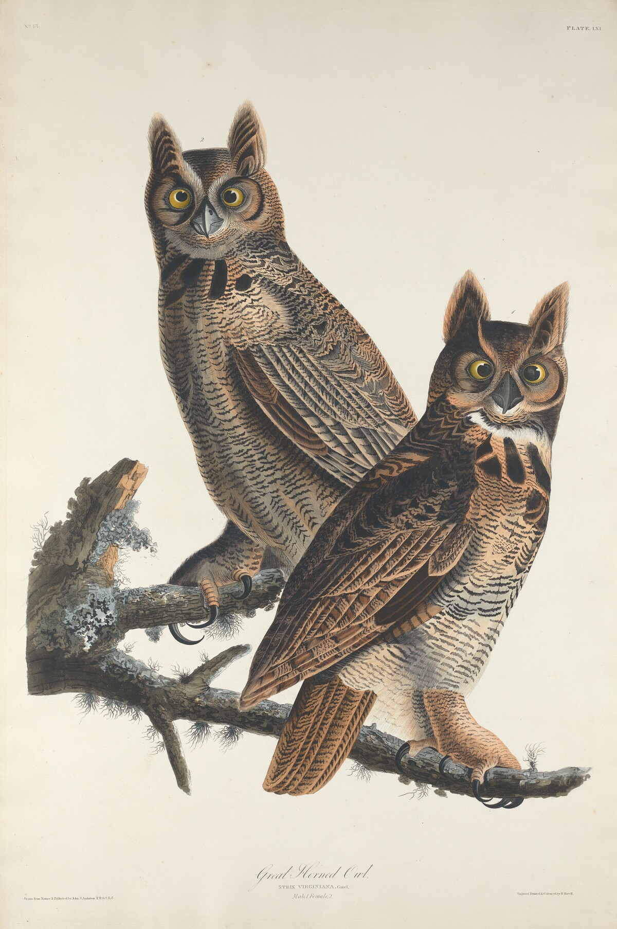 Great Horned Owl by Robert Havell after John James Audubon