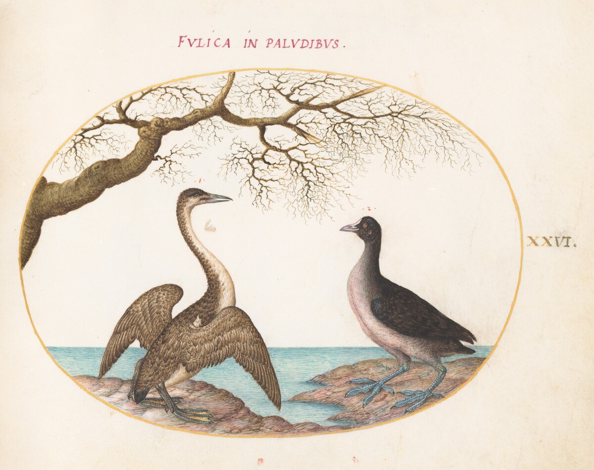 Plate 26: Cormorant and Coot by Joris Hoefnagel