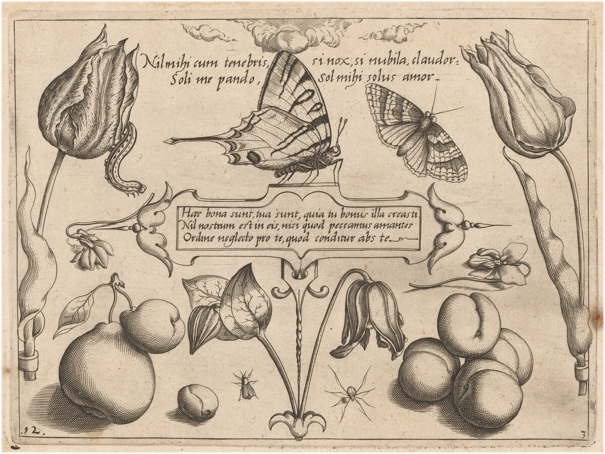 Archetypa studiaque patris Georgii Hoefnagelii [Part 3, Plate 12] by Jacob Hoefnagel, after Joris Hoefnagel