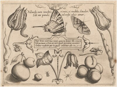 Archetypa studiaque patris Georgii Hoefnagelii [Part 3, Plate 12]
