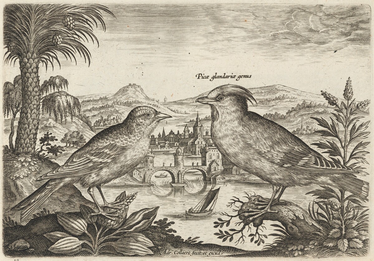 Waxwing and Another Bird by Adriaen Collaert
