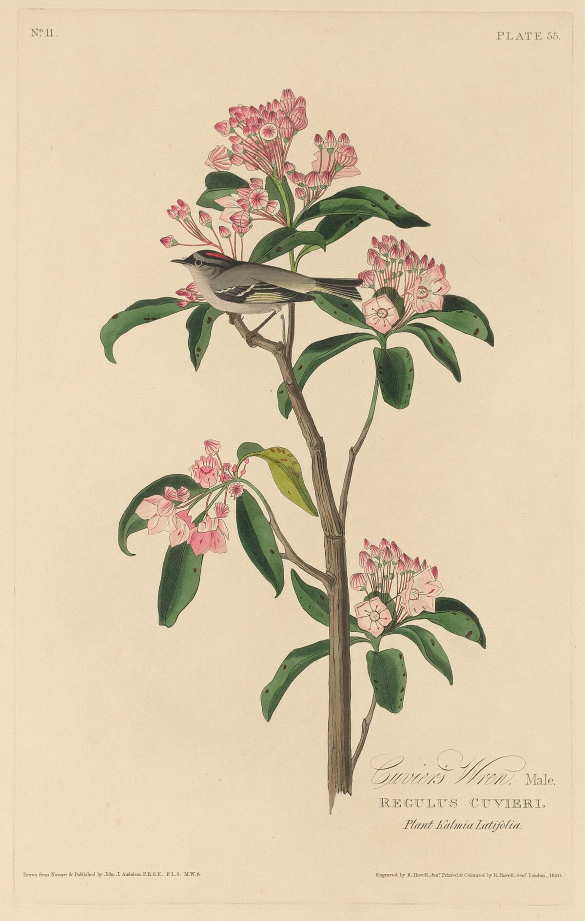 Cuvier's Wren by Robert Havell after John James Audubon