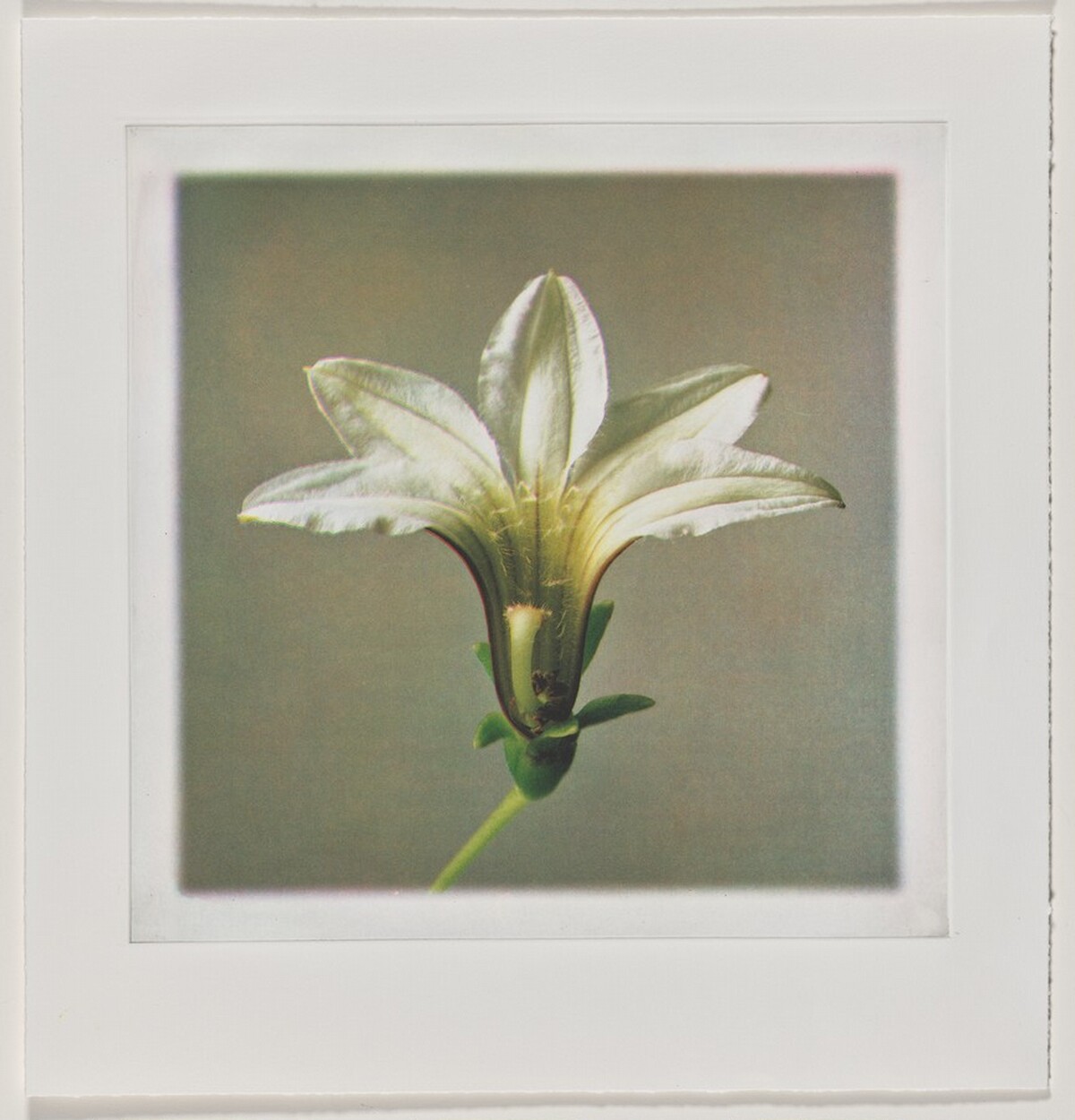 Naupaka (Front) [working proof 5] by Susan Middleton