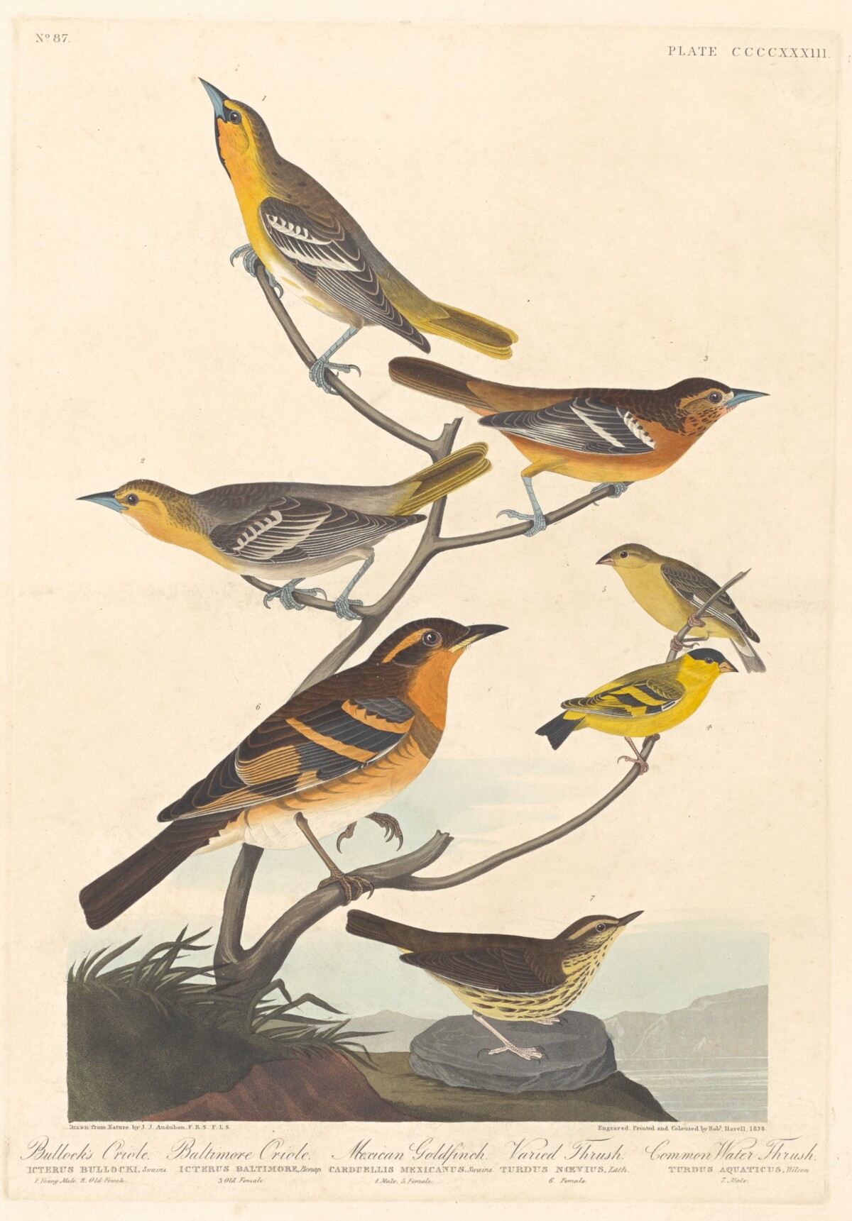 Bullock's Oriole, Baltimore Oriole, Mexican Goldfinch and Varied Thrush by Robert Havell after John James Audubon