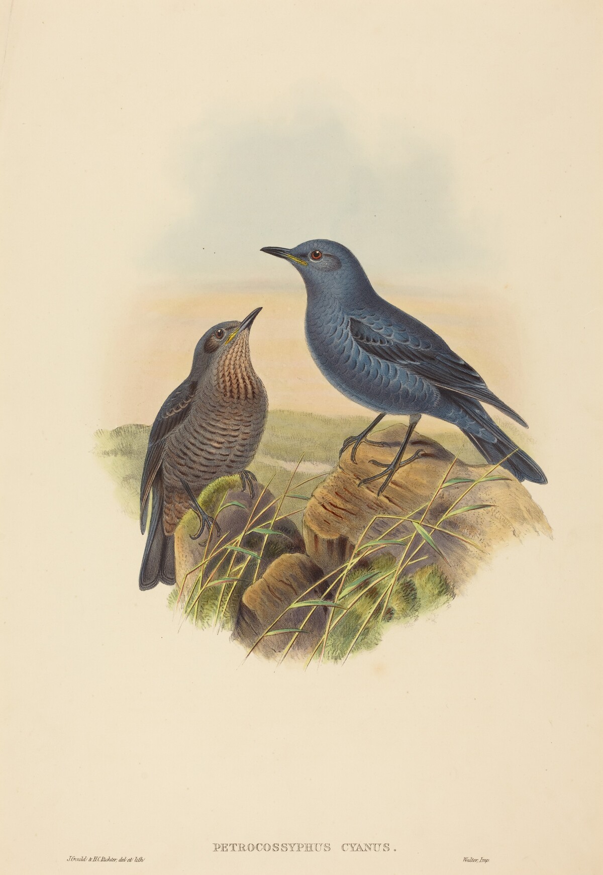 Petrocossyphus cyanus (Blue Rockthrush) by John Gould and H.C. Richter