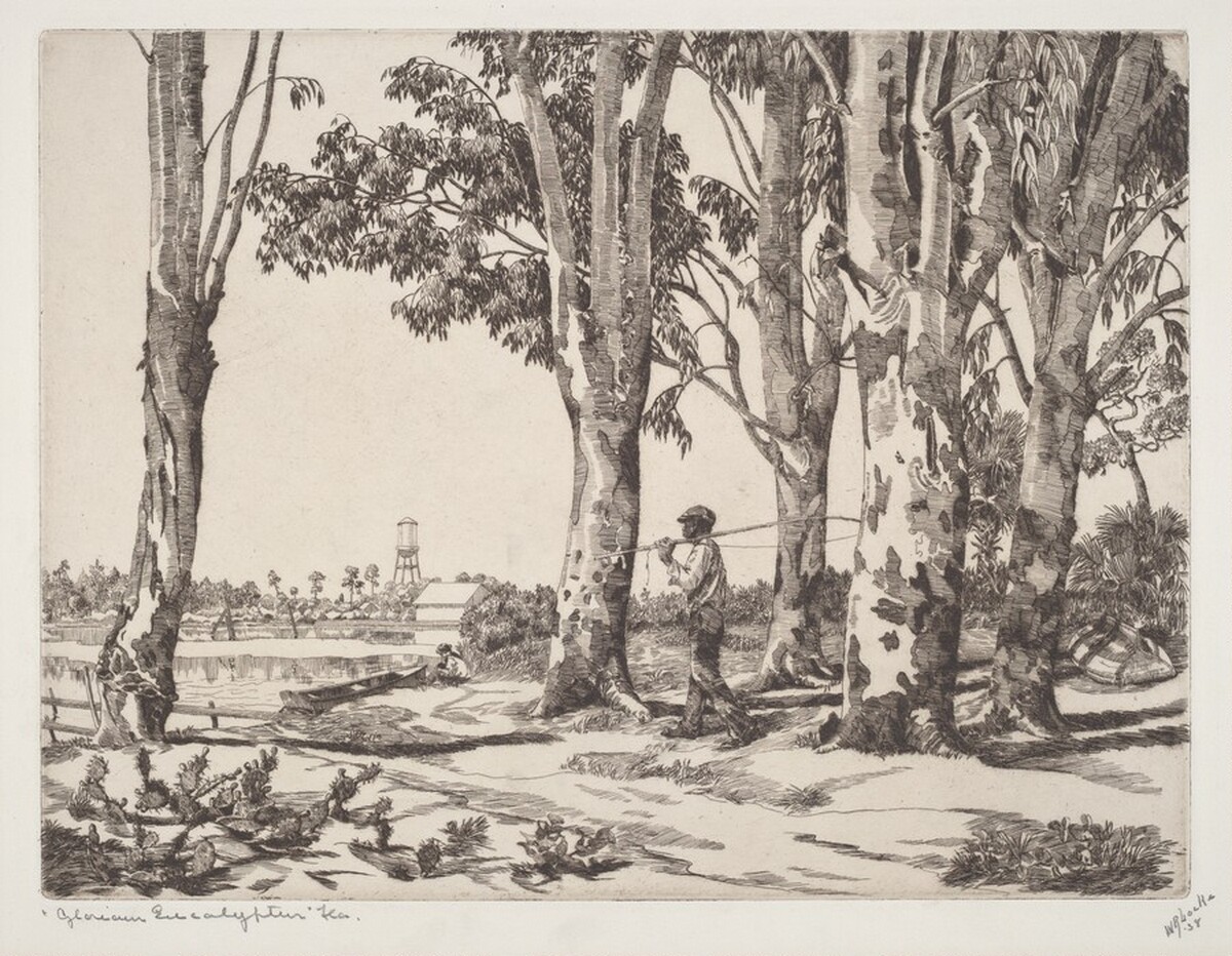 Glorious Eucalyptus by Walter Ronald Locke