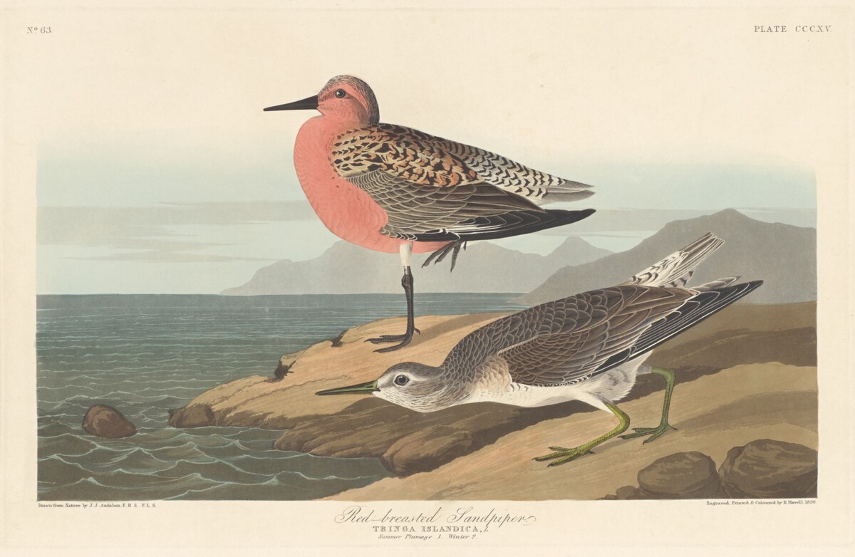 Red-breasted Sandpiper by Robert Havell after John James Audubon