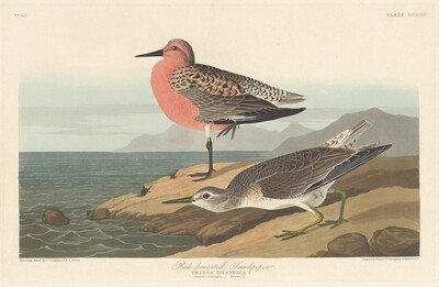 Red-breasted Sandpiper