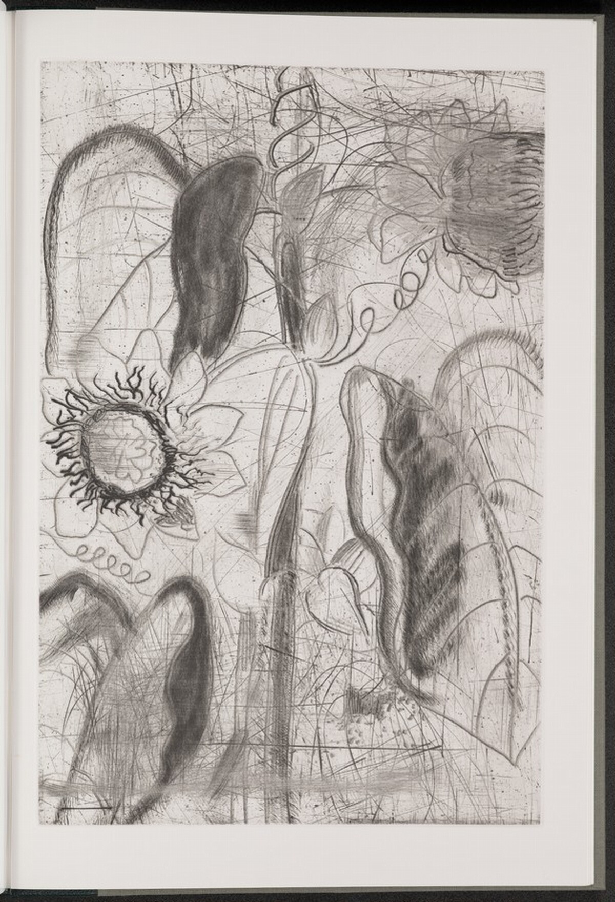 Quadrangular Passionflower by Jim Dine