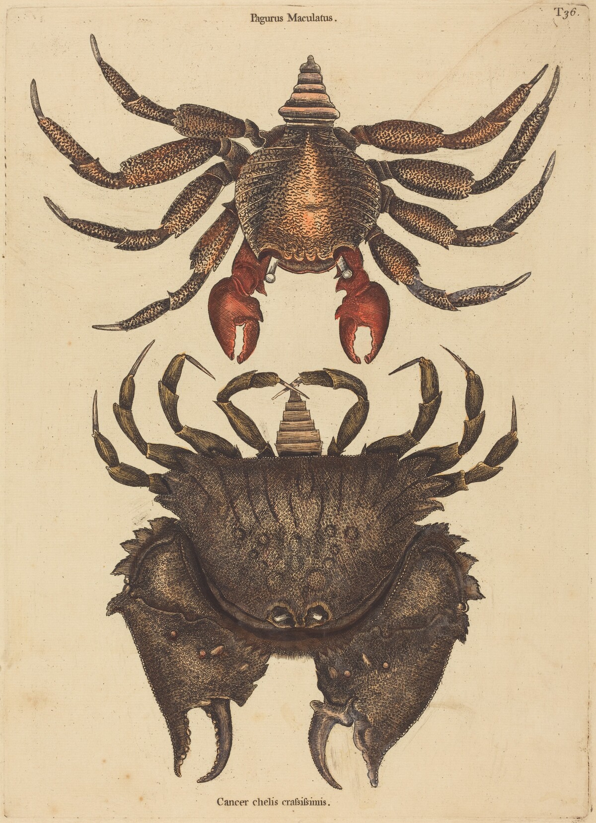 The Red Mottled Rock-crab (Cancer grapsus) by Mark Catesby