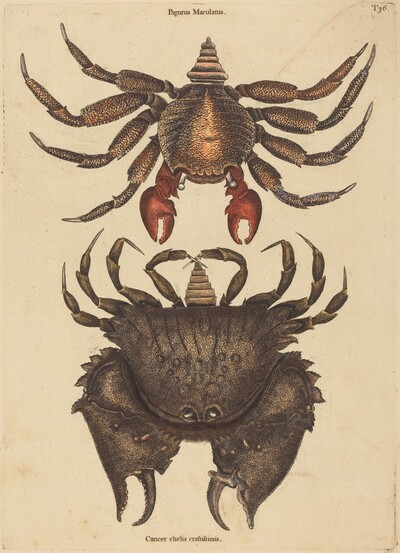 The Red Mottled Rock-crab (Cancer grapsus)