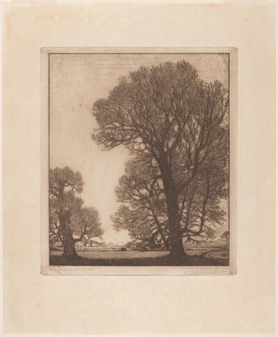 Poplars, Santpoort [Zilverpopulieren, Santpoort]
